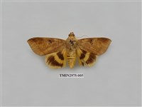 藏品(夜蛾368)的圖片